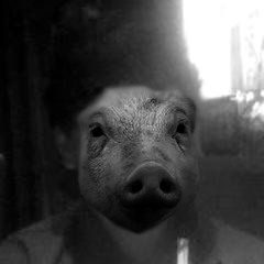 PigKiller