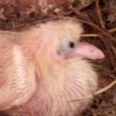 Cristian Valdez Fernández