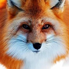@trickboyyy