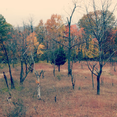 Driftingrove