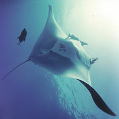 TheWhiteMantaray