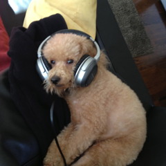 DJ McGee ✈