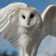 Owls!