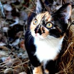 Alexander 'Alex Lindell