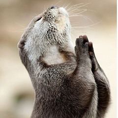 trixta_otter