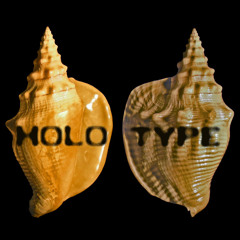 holotype