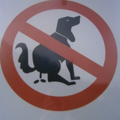 Attention-Seeking Pigeon