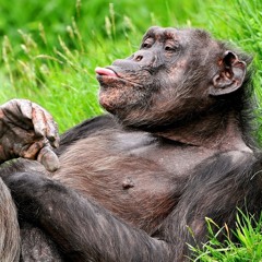 The Spasmodic Apes