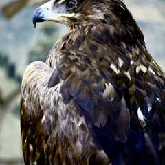 LeonTorps