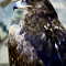 LeonTorps