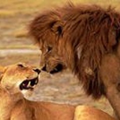 Millocia Ulysse Pierre