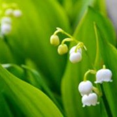 Leungsiuboat Charlotte