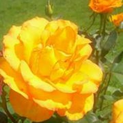 Kimberly Lockhart-Vaughan