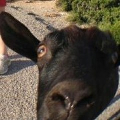 Laly Vallicrosa Geira