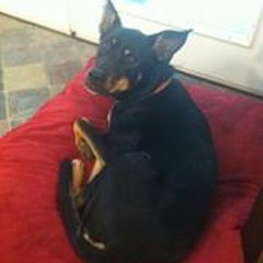 Ashley Elizabeth Missroon