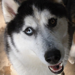 Tikaani Thehusky