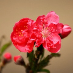 rubylicious_7890