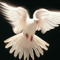 Naeem121