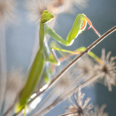 Filiberto_Frothingham