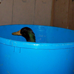 A Bucket Of Ducks