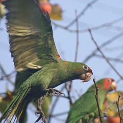 birdsongs of highlandpark