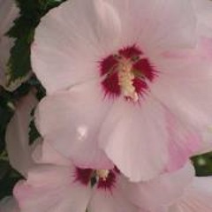 Lena Collowin Lindhoff