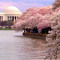 Sakura SaKura 2