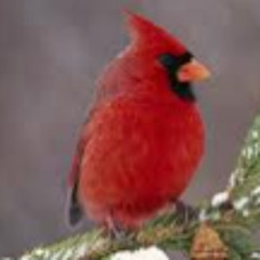 better cardinal