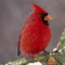 better cardinal