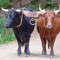 Beef_Ox