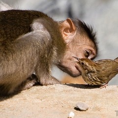 Sparrowmonkey