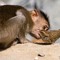 Sparrowmonkey