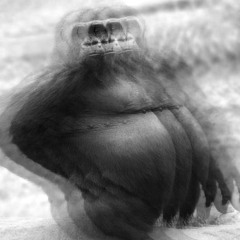 gorillagorillagorilla