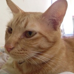 ＳＡＫＡＭＯＴＯU