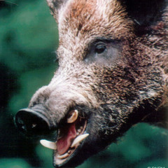 Feral Boar