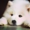 samoyeds_R_cool