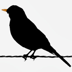 Blackbird España