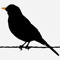 Blackbird España