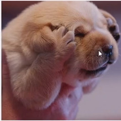 DogeMalone
