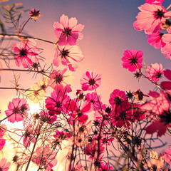 candy cream***