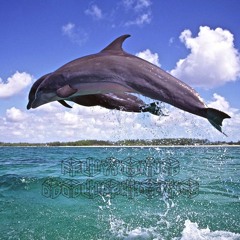 Flying Dolphins