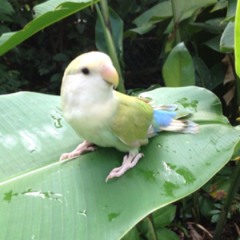 Alan Narvaez Navarrete