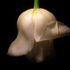 Vlada Og Erik Marcio