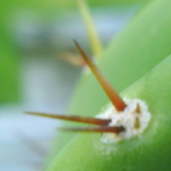 FruitNZ