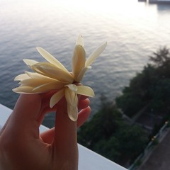 那些花兒 (piano cover)