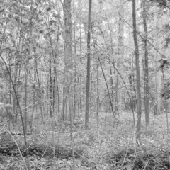 Thomas Javier Castillo