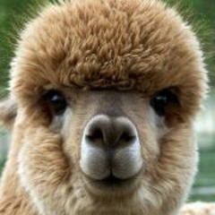 Bogdan Lupu aka Brio