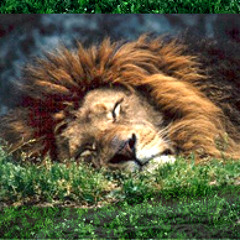 theMightyJungle