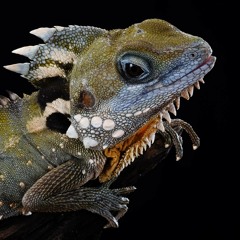 camagray