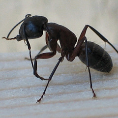 Inamils